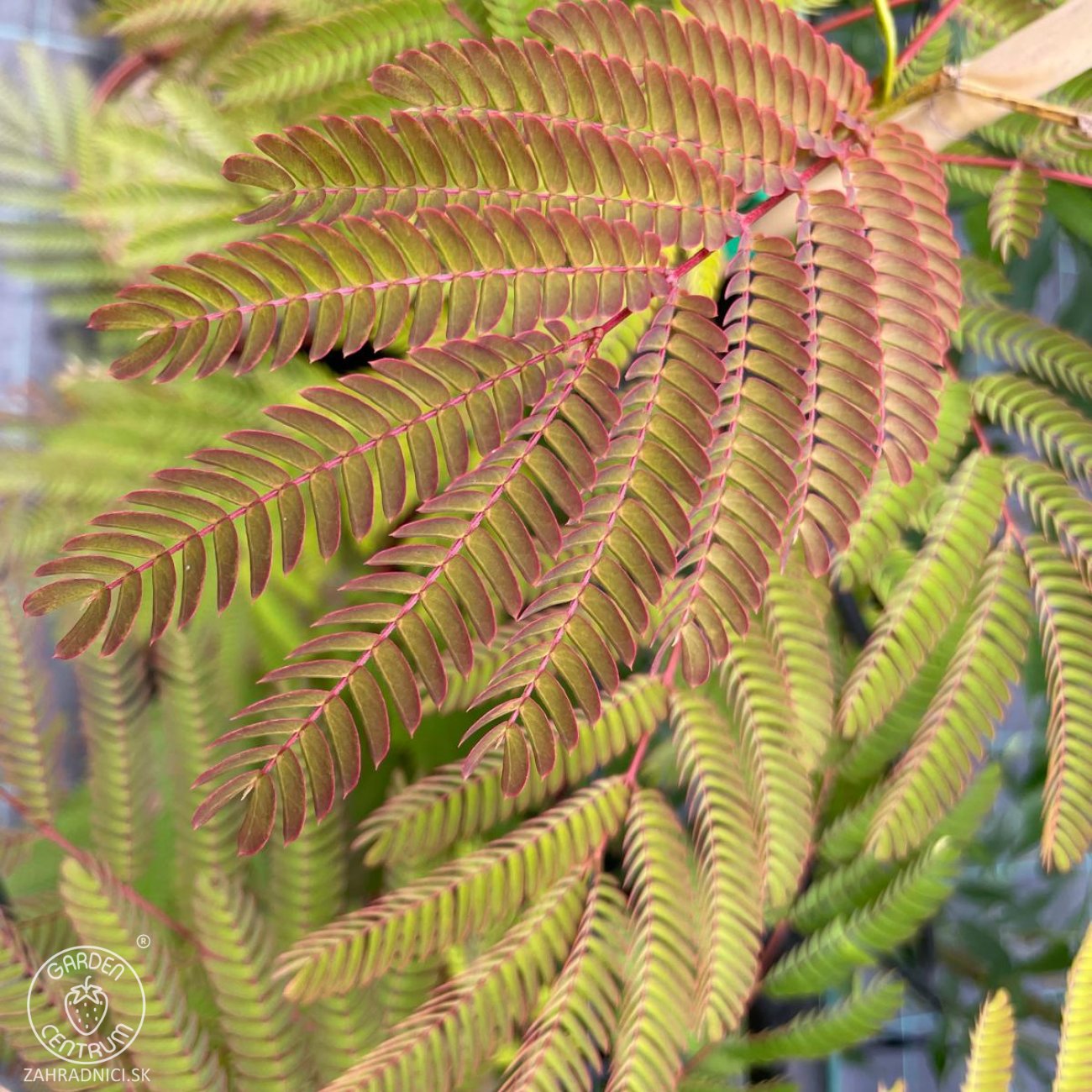 Obrázok Albízia ružová (Albizia Julibrissin) ´OMBRELLA´® - výška 60-80 cm, kont. C5L